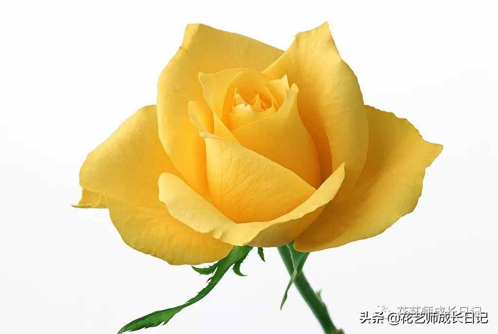 從1-9394朵玫瑰花語加圖片大全，送花，原來這么多講究！