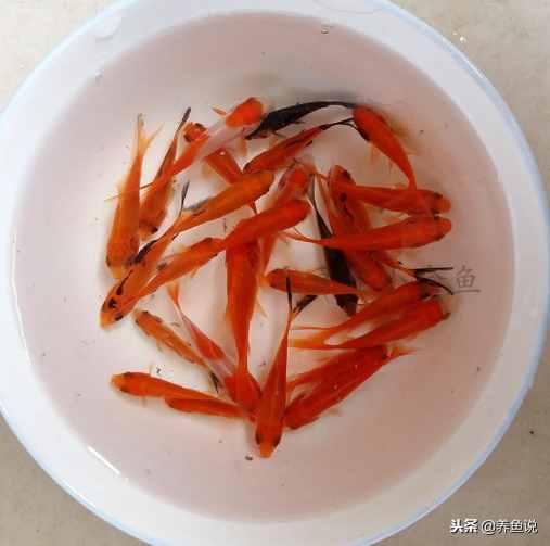 買(mǎi)回來(lái)的小金魚(yú)總是養(yǎng)不活？按照這個(gè)做法去養(yǎng)，做到位也就養(yǎng)活了