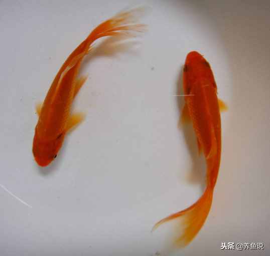 買(mǎi)回來(lái)的小金魚(yú)總是養(yǎng)不活？按照這個(gè)做法去養(yǎng)，做到位也就養(yǎng)活了