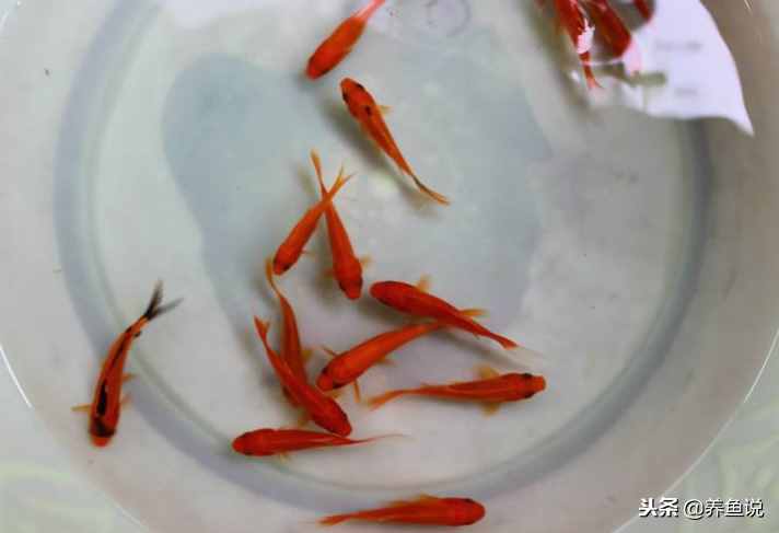 買(mǎi)回來(lái)的小金魚(yú)總是養(yǎng)不活？按照這個(gè)做法去養(yǎng)，做到位也就養(yǎng)活了