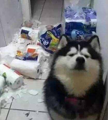 第一次養(yǎng)阿拉斯加犬，要清楚的7件事，你能接受嗎？