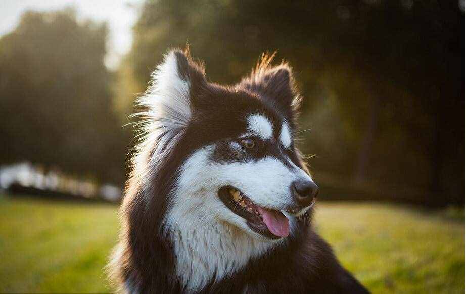 第一次養(yǎng)阿拉斯加犬，要清楚的7件事，你能接受嗎？