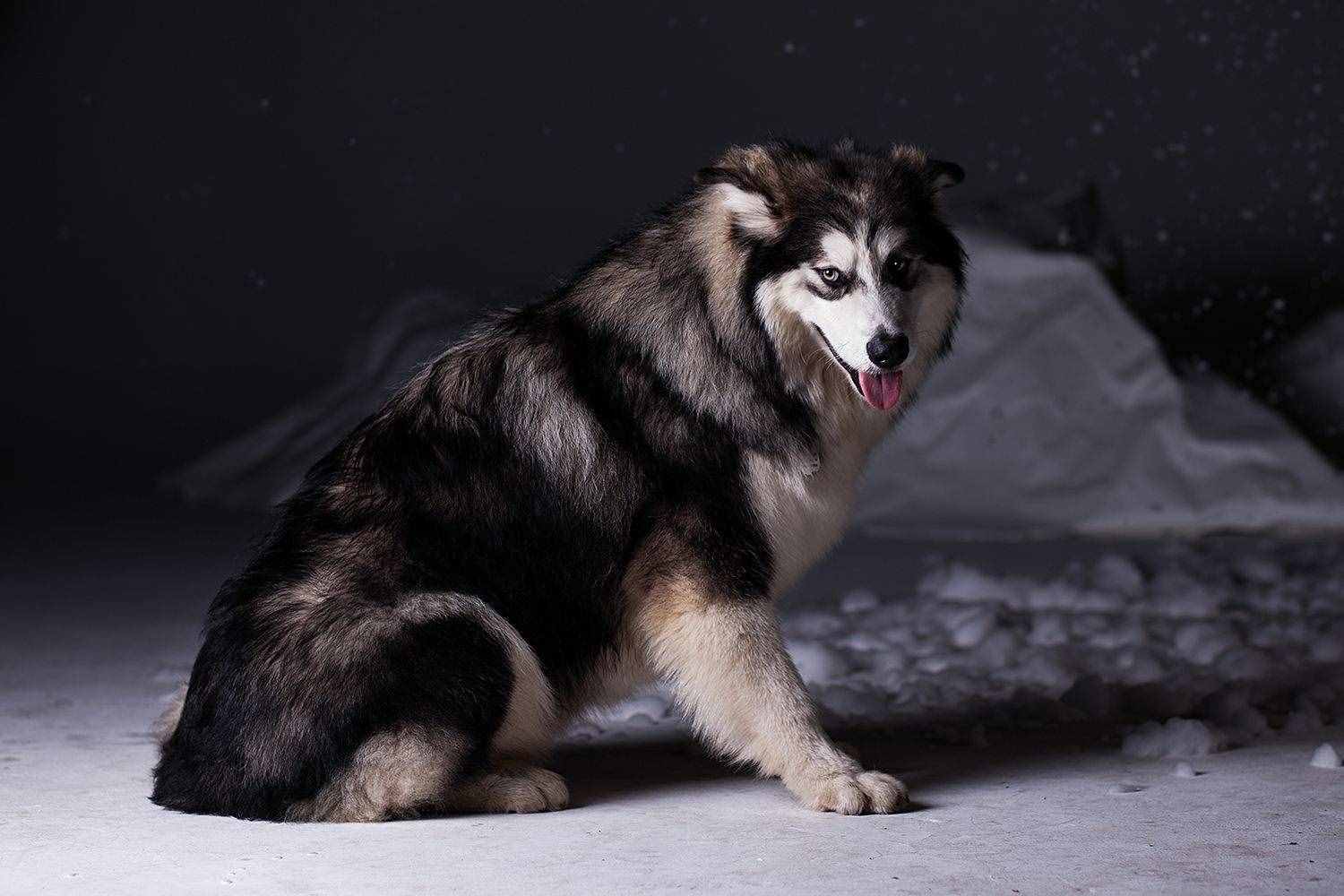 第一次養(yǎng)阿拉斯加犬，要清楚的7件事，你能接受嗎？