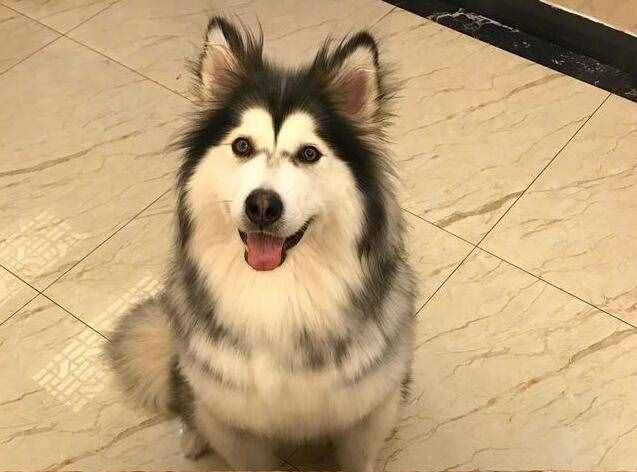第一次養(yǎng)阿拉斯加犬，要清楚的7件事，你能接受嗎？