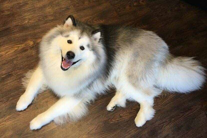 第一次養(yǎng)阿拉斯加犬，要清楚的7件事，你能接受嗎？