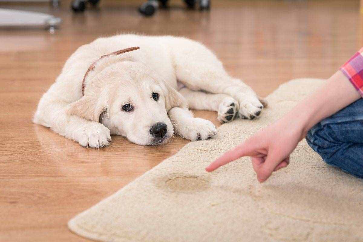 當發(fā)現(xiàn)狗狗亂拉時，打和罵是沒用的，狗狗定點大小便得這樣教