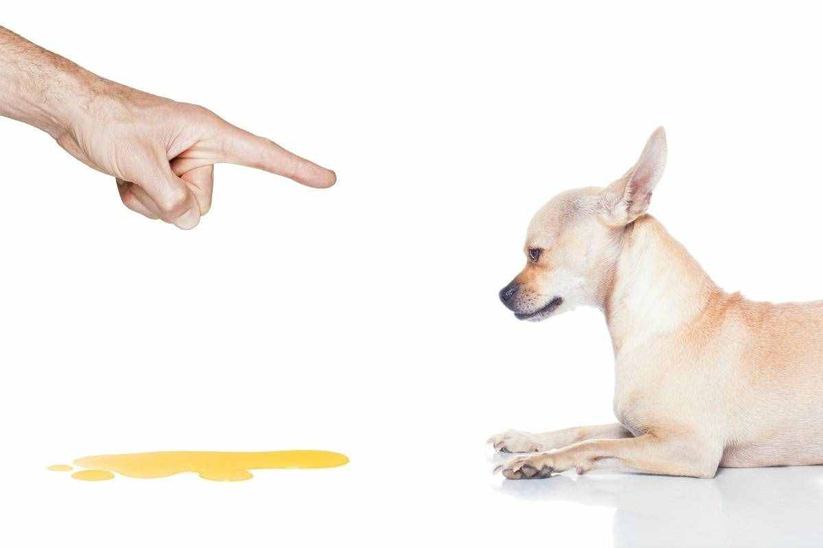 當發(fā)現(xiàn)狗狗亂拉時，打和罵是沒用的，狗狗定點大小便得這樣教