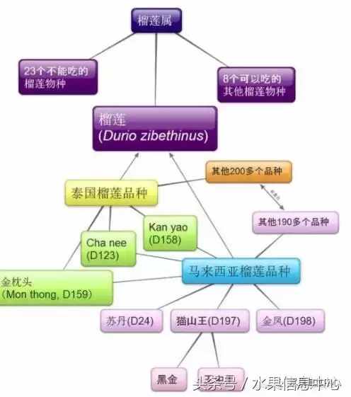 史上最全榴蓮品種產(chǎn)地分類大全