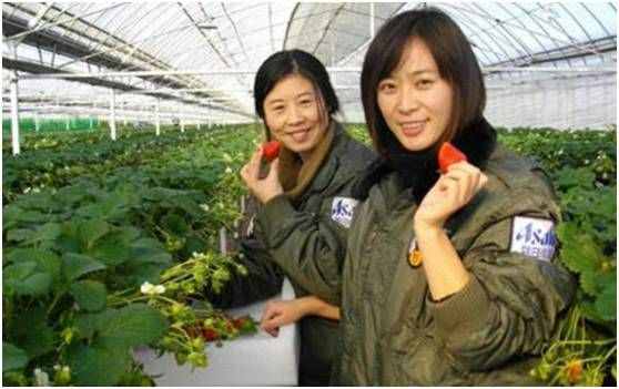 朝日集團的中國農(nóng)業(yè)路：十年前雄心勃勃，十年后黯然離場