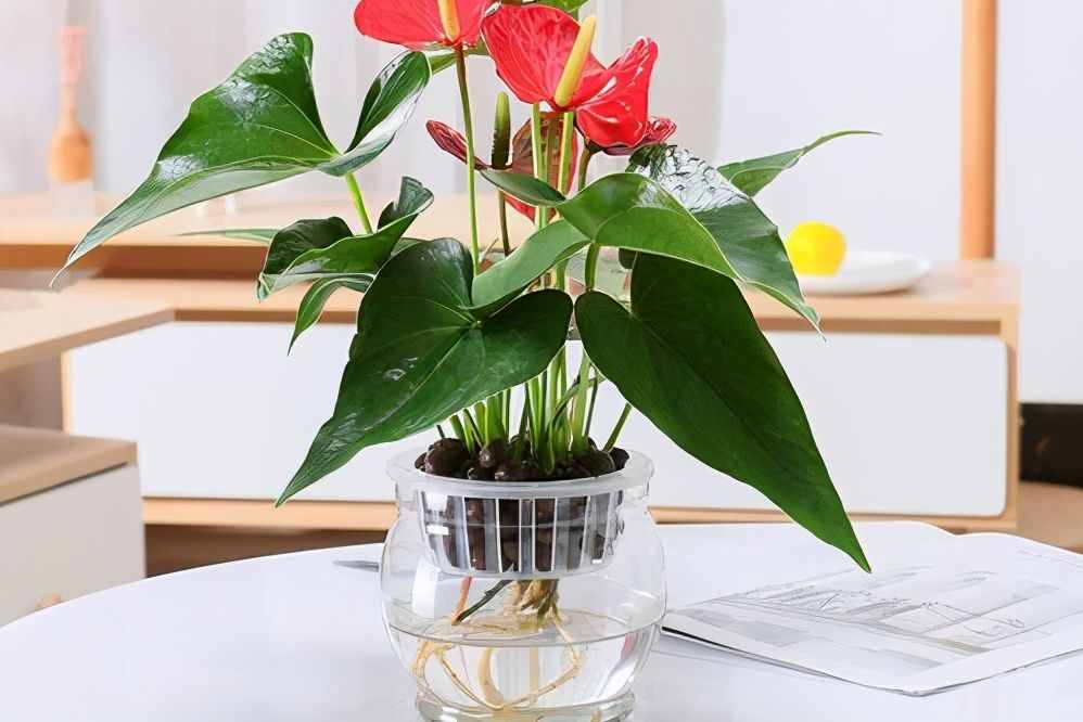 適合水培的5種綠植，好看又好養(yǎng)，干凈有格調(diào)，不要錯過了
