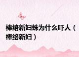 棒絡(luò)新婦蛛為什么嚇人（棒絡(luò)新婦）