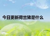 今日更新荷蘭豬是什么
