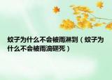 蚊子為什么不會(huì)被雨淋到（蚊子為什么不會(huì)被雨滴砸死）