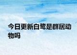 今日更新白鷺是群居動(dòng)物嗎