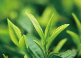 綠茶的好處（經(jīng)常喝綠茶的人）