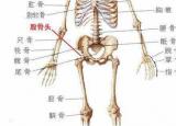 股骨頭（細說股骨頭）