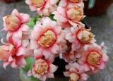 今日更新長壽花為什么致癌（長壽花為什么致癌謠言止于智者）