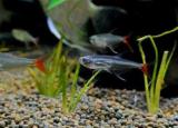 水晶魚（喜歡身體透明小型觀賞魚的魚友）