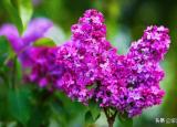 丁香花背后的故事（丁香花的故事）
