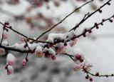 詠梅的詩(shī)（杜甫別有風(fēng)神的一首詠梅詩(shī)）