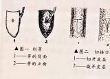 臘梅盆景制作（梅花盆景快速制作技術）