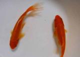 小金魚怎么養(yǎng)（買回來的小金魚總是養(yǎng)不活）
