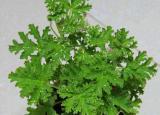 防蚊草（3種驅(qū)蚊草）