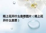 陌上花開什么意思圖片（陌上花開什么意思）