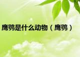 鷹鸮是什么動(dòng)物（鷹鸮）