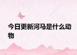 今日更新河馬是什么動物