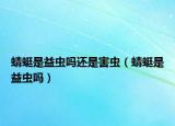 蜻蜓是益蟲嗎還是害蟲（蜻蜓是益蟲嗎）