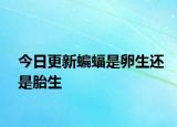今日更新蝙蝠是卵生還是胎生