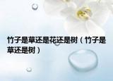 竹子是草還是花還是樹（竹子是草還是樹）