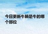 今日更新牛腩是牛的哪個部位