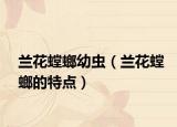 蘭花螳螂幼蟲（蘭花螳螂的特點(diǎn)）