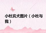 小杜賓犬圖片（小杜與我）
