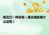 南北打一種動物（南北指的是什么動物）
