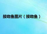 接吻魚圖片（接吻魚）
