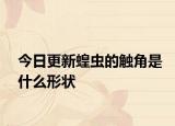 今日更新蝗蟲(chóng)的觸角是什么形狀
