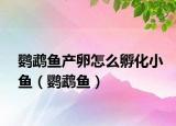 鸚鵡魚產(chǎn)卵怎么孵化小魚（鸚鵡魚）