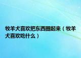 牧羊犬喜歡把東西圈起來（牧羊犬喜歡吃什么）