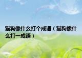貓狗像什么打個成語（貓狗像什么打一成語）