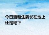 今日更新生姜長(zhǎng)在地上還是地下