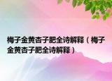 梅子金黃杏子肥全詩解釋（梅子金黃杏子肥全詩解釋）