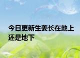 今日更新生姜長在地上還是地下