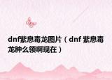 dnf紫息毒龍圖片（dnf 紫息毒龍腫么領啊現(xiàn)在）