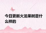 今日更新火龍果樹是什么樣的