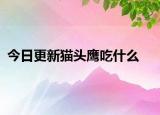 今日更新貓頭鷹吃什么