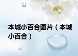 本城小百合圖片（本城小百合）