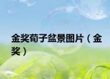 金獎荀子盆景圖片（金獎）